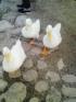 ���˥�ǥ�����day(o>��<o)
